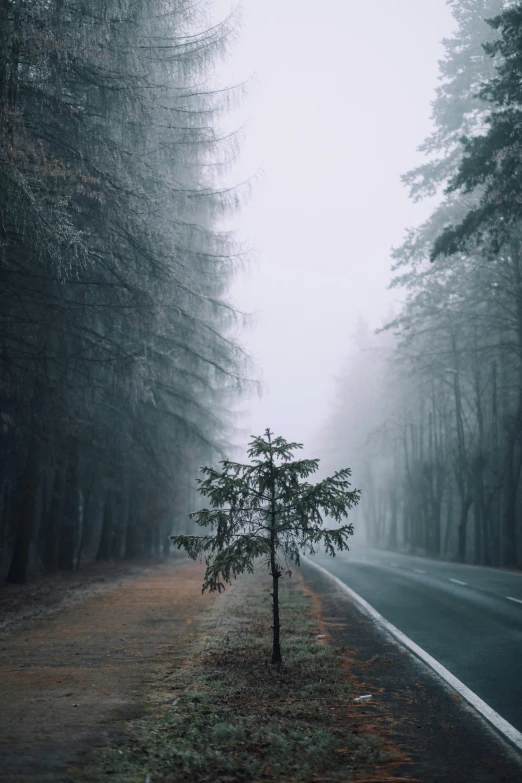 the lone tree in the middle of the road on a foggy day