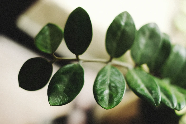 a close up of some leaves in a pot