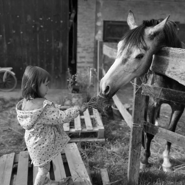 a girl reaching out to pet a horse