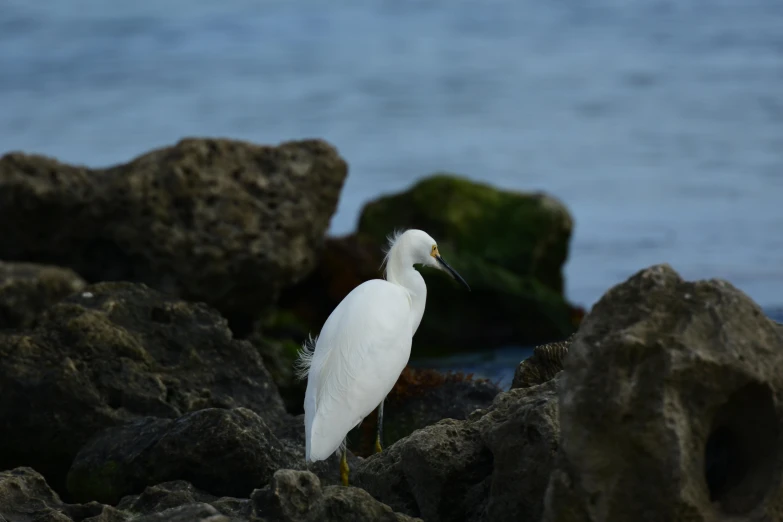 a white bird standing on a rock covered beach