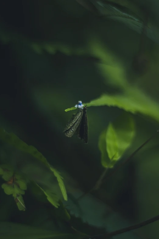 a leafy tree with a bug in the middle