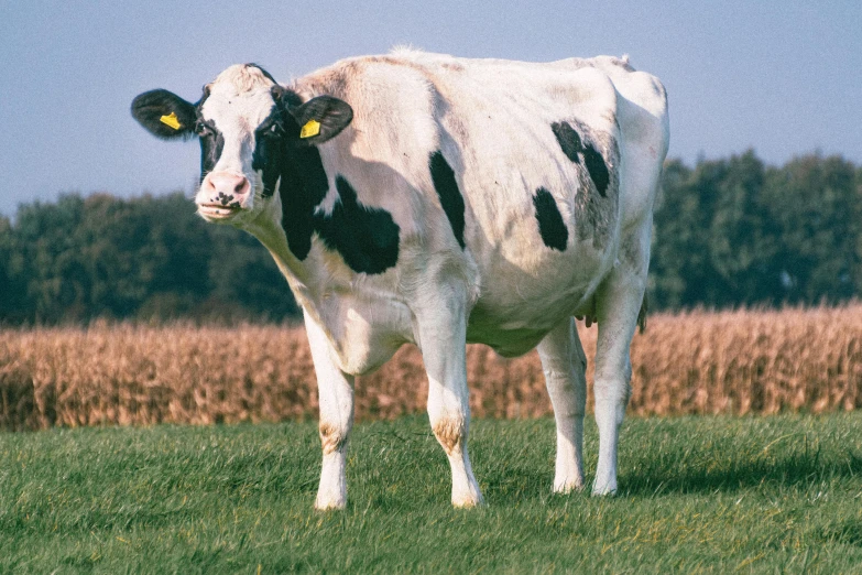 a black and white cow standing on top of grass field