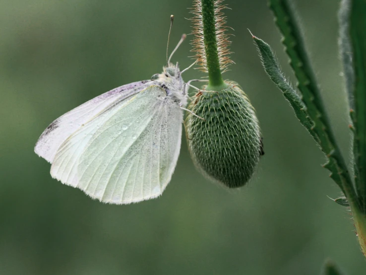 the small white moth is on top of a green plant