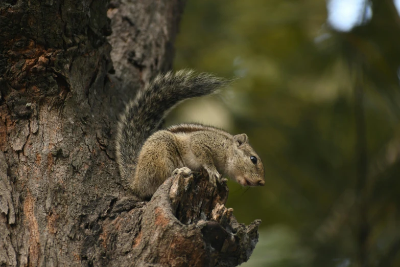 squirrel in tree looking up at viewer