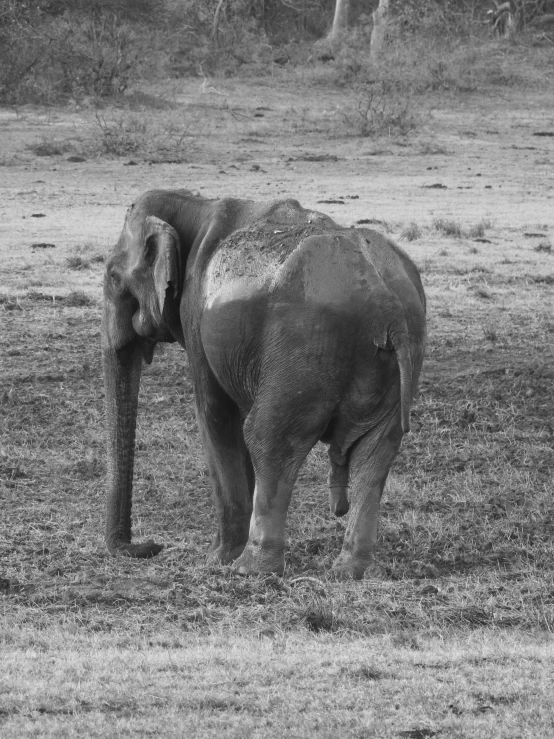 an elephant is standing in the field and staring