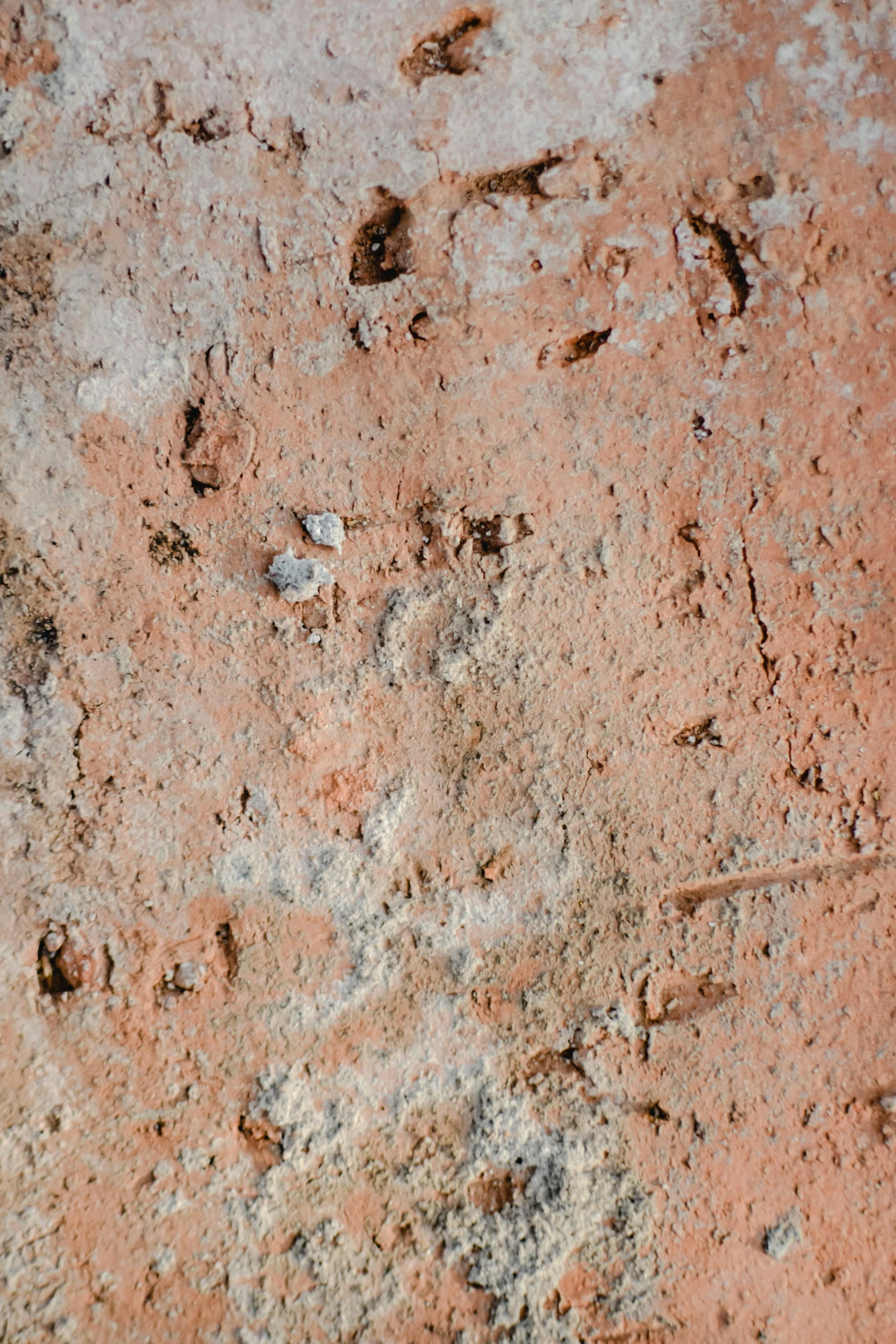 close up of sand with the paw prints and claws of birds