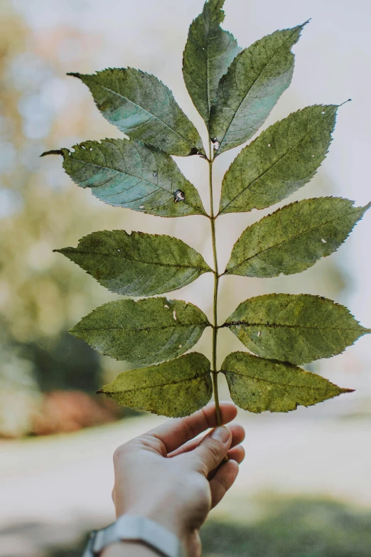 someone holding up a single green leaf on top of each other