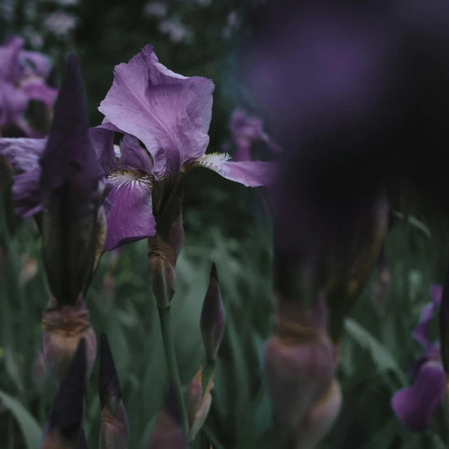 a lot of purple flowers in the grass