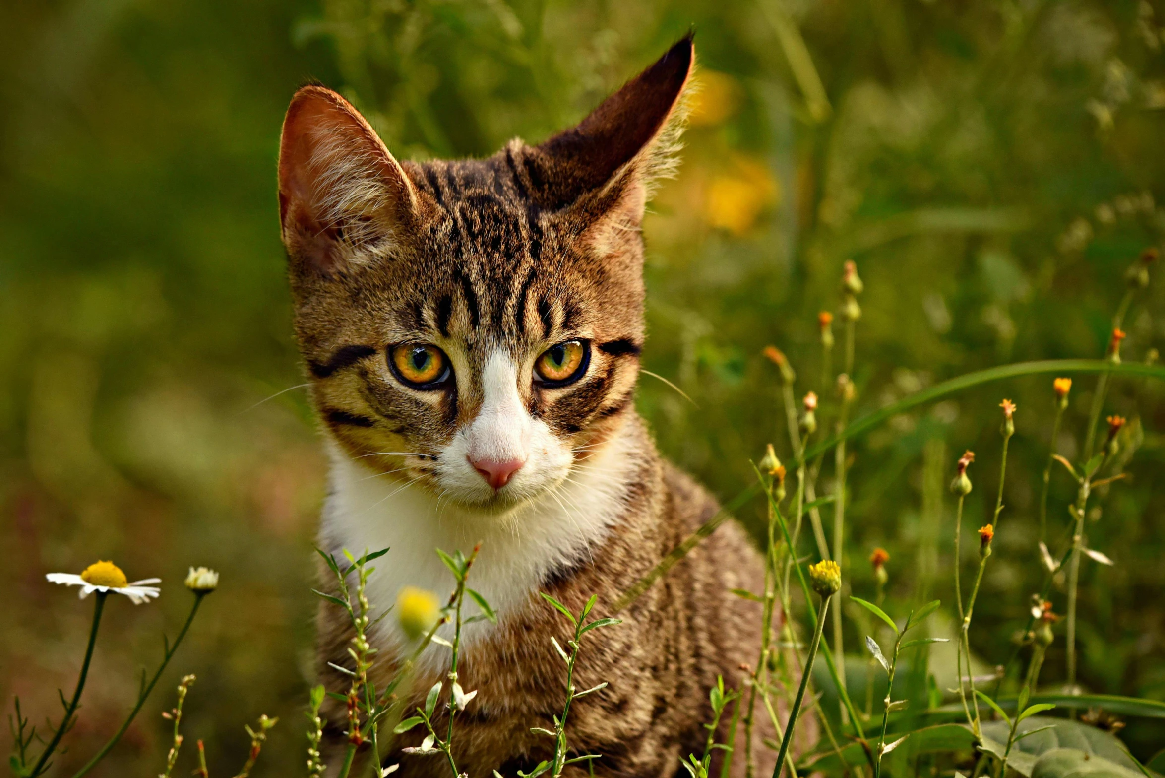 cat sitting in some tall grass and flowers