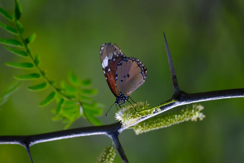 a close up of a bird sitting on a twig