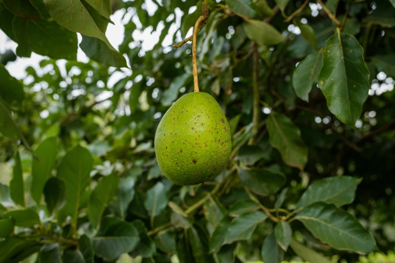 there is a green pear hanging from the nch