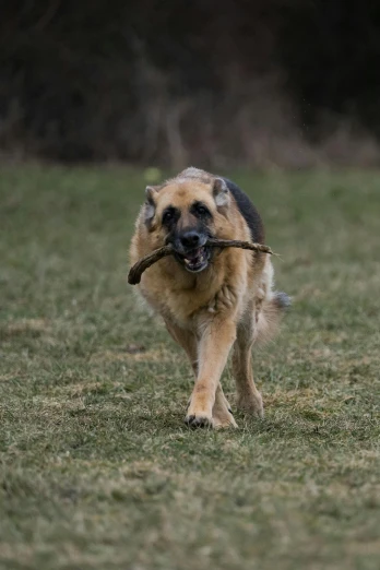 a german shepherd carrying an object in its mouth