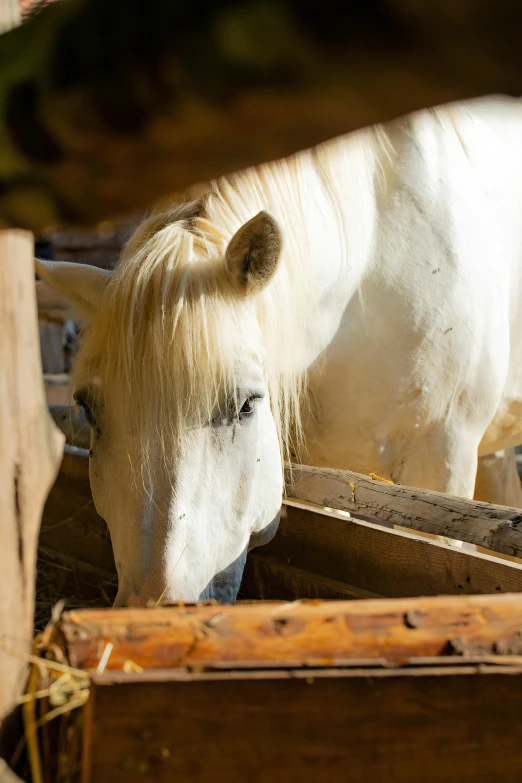 a white horse in an enclosed area looking through a fence