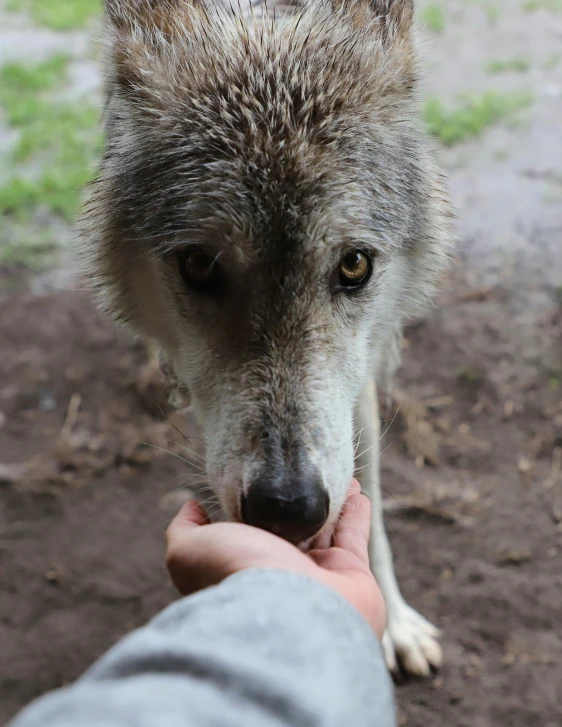 an animal that is looking to the side and sniffing at it