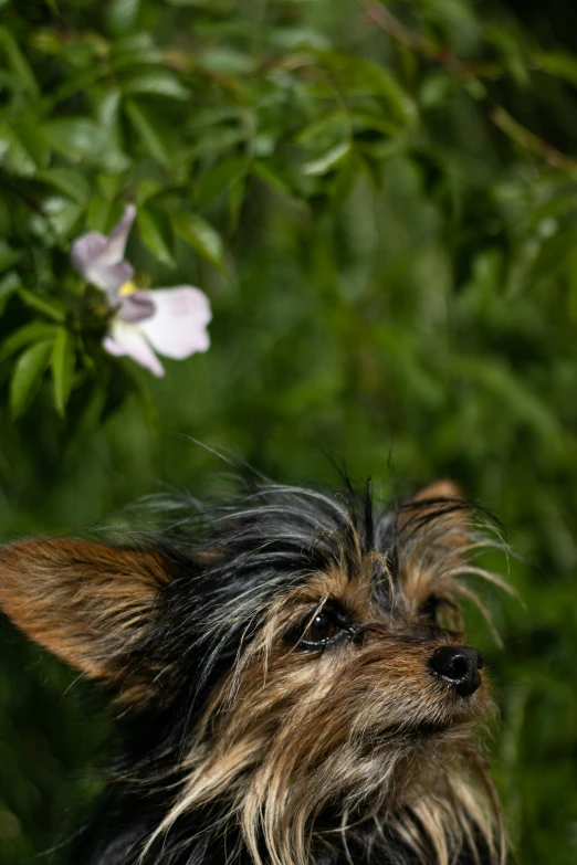 a brown dog is standing in front of some bushes and a flower