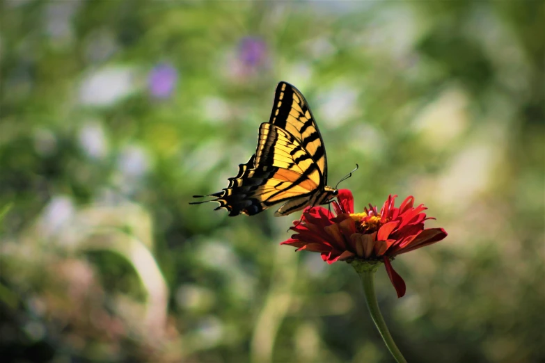 an orange erfly sitting on top of a flower