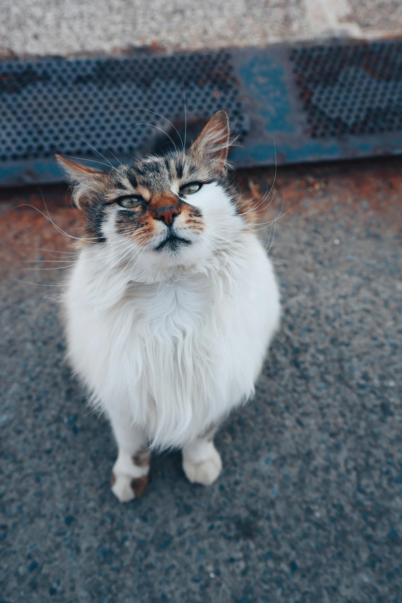 a cat sitting on the ground staring at soing