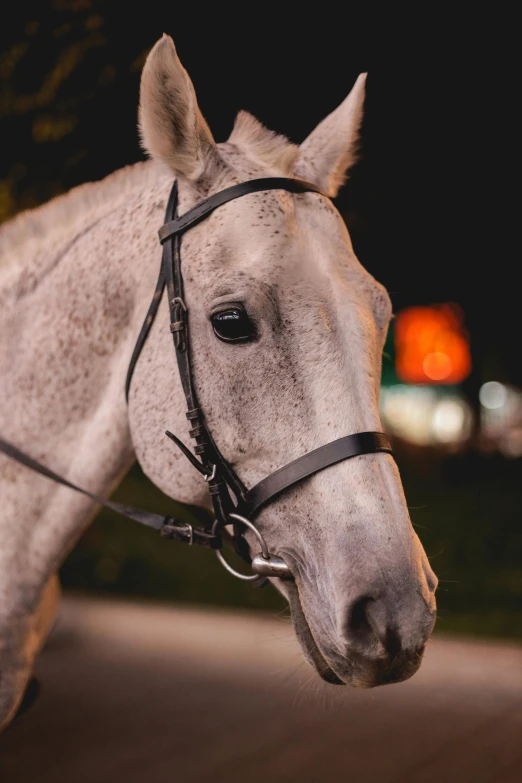 the light is shining on a white horse