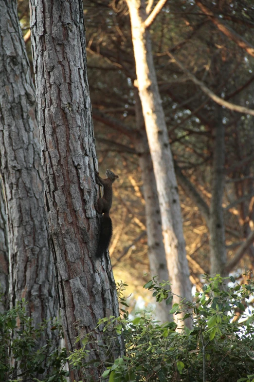 a bear up on a tree trying to climb