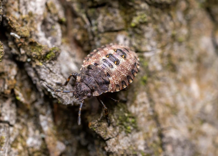 a bug on a tree nch with moss