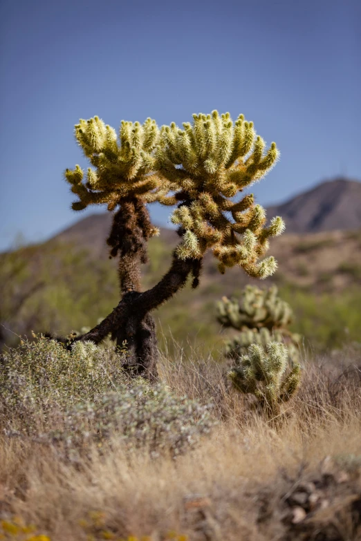 small cactus trees grow in the wild