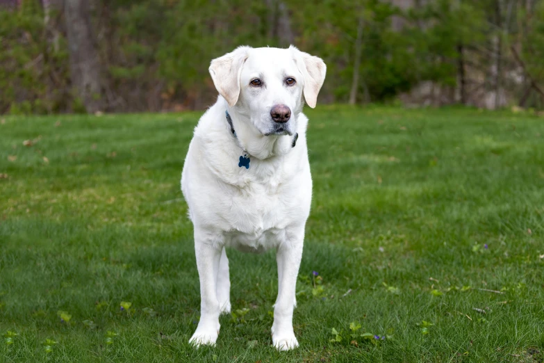 white lab standing in a grassy field with trees in the background