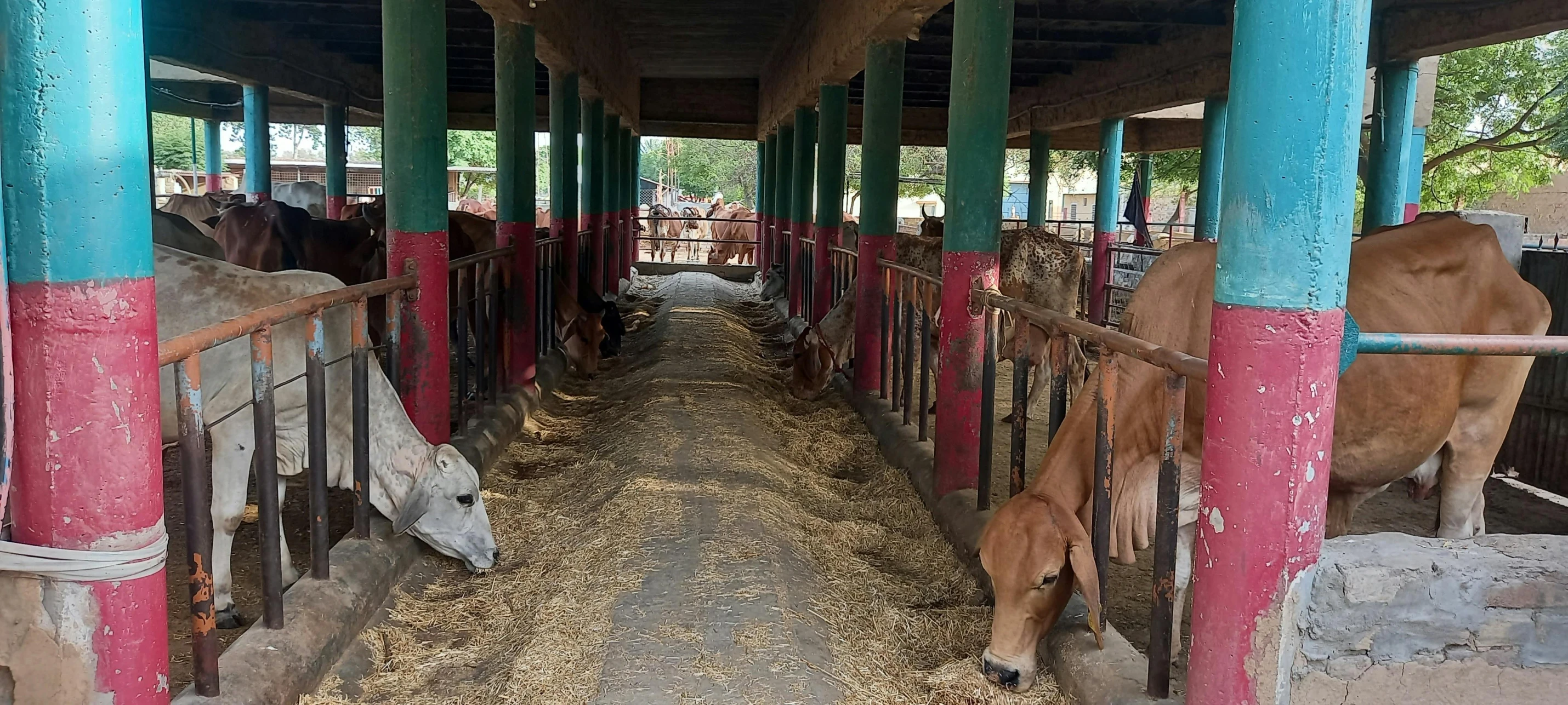 cows in a covered barn with blue and pink columns