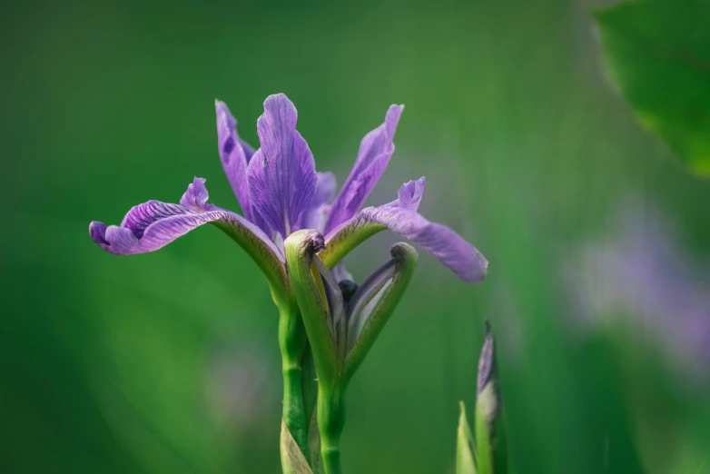 a single purple iris flower sitting on top of a green plant