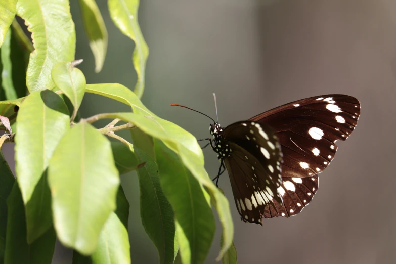 a erfly resting on a leafy plant with it's wings spread