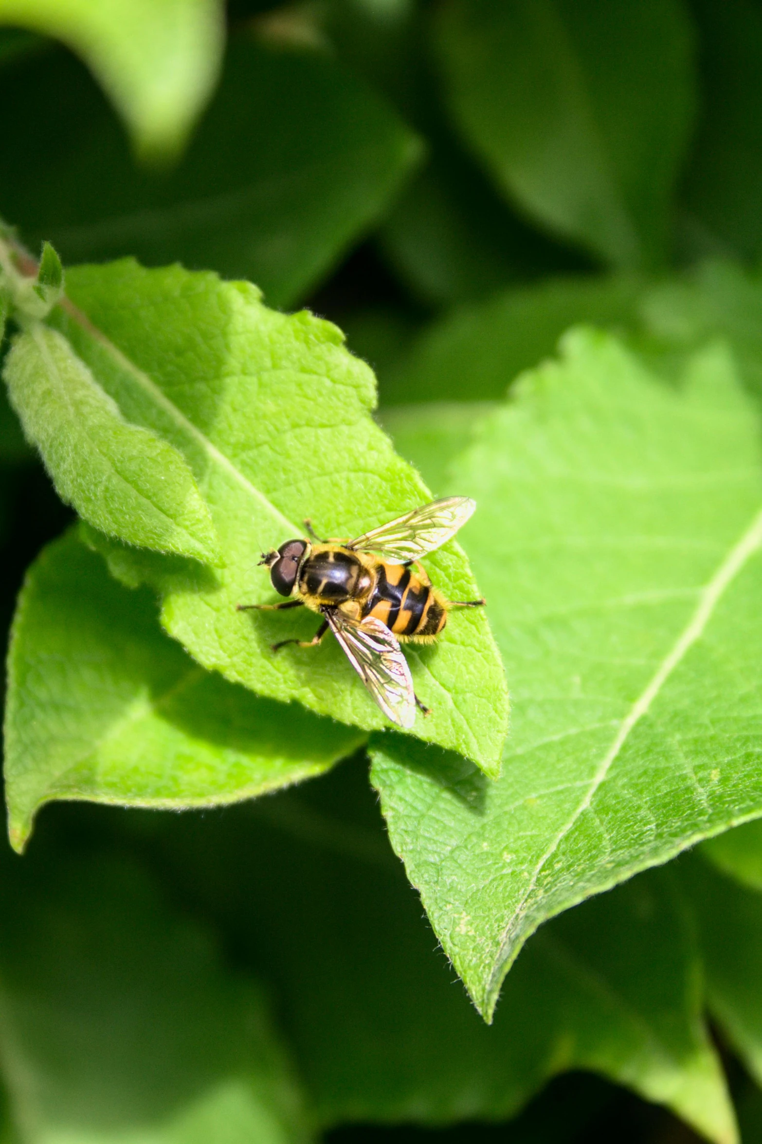 a large black and yellow insect sitting on top of a green leaf