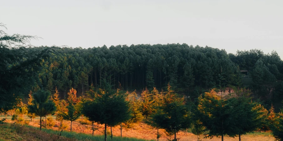 a hill side with trees in the foreground