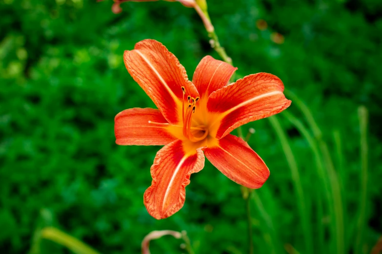 there is a orange flower blooming in the foreground