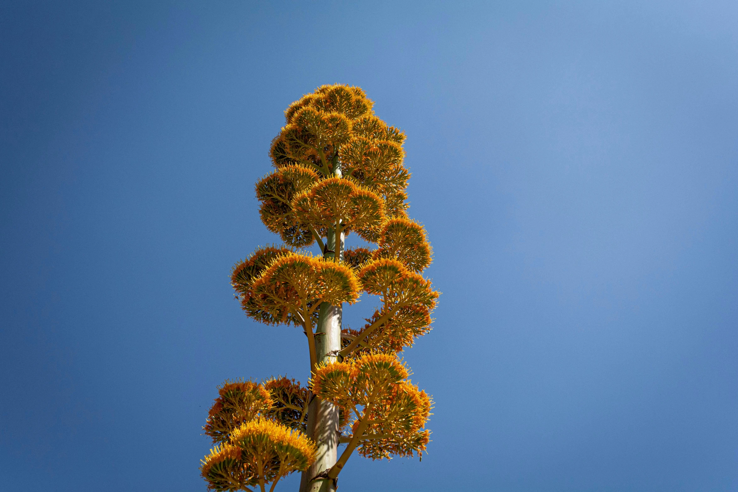 a tall metal plant with lots of yellow flowers