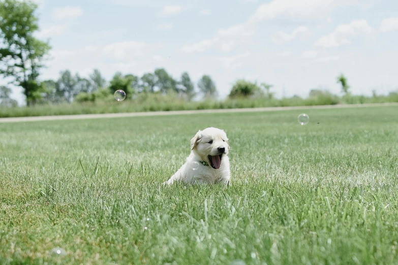 a white dog that is standing in some grass