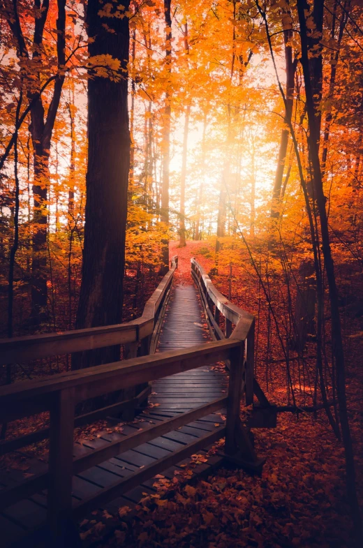 a walkway through the forest with bright autumn leaves