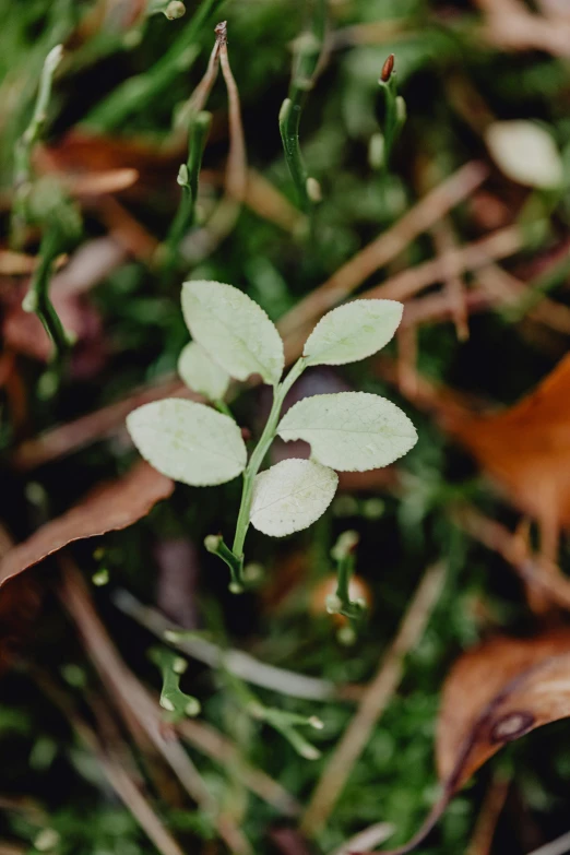 a single plant on the ground surrounded by leaves