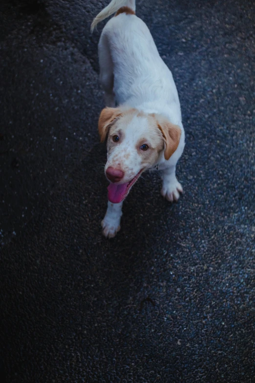 a white and brown dog walking across a wet road