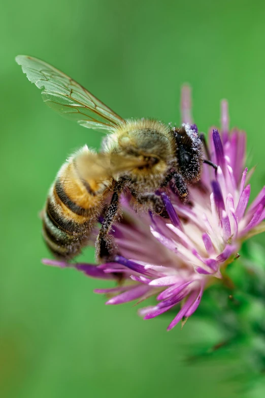 a bee is perched on a purple flower