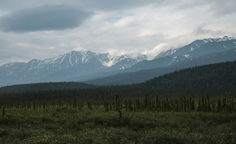 mountains rise high above a forest with grass and bushes