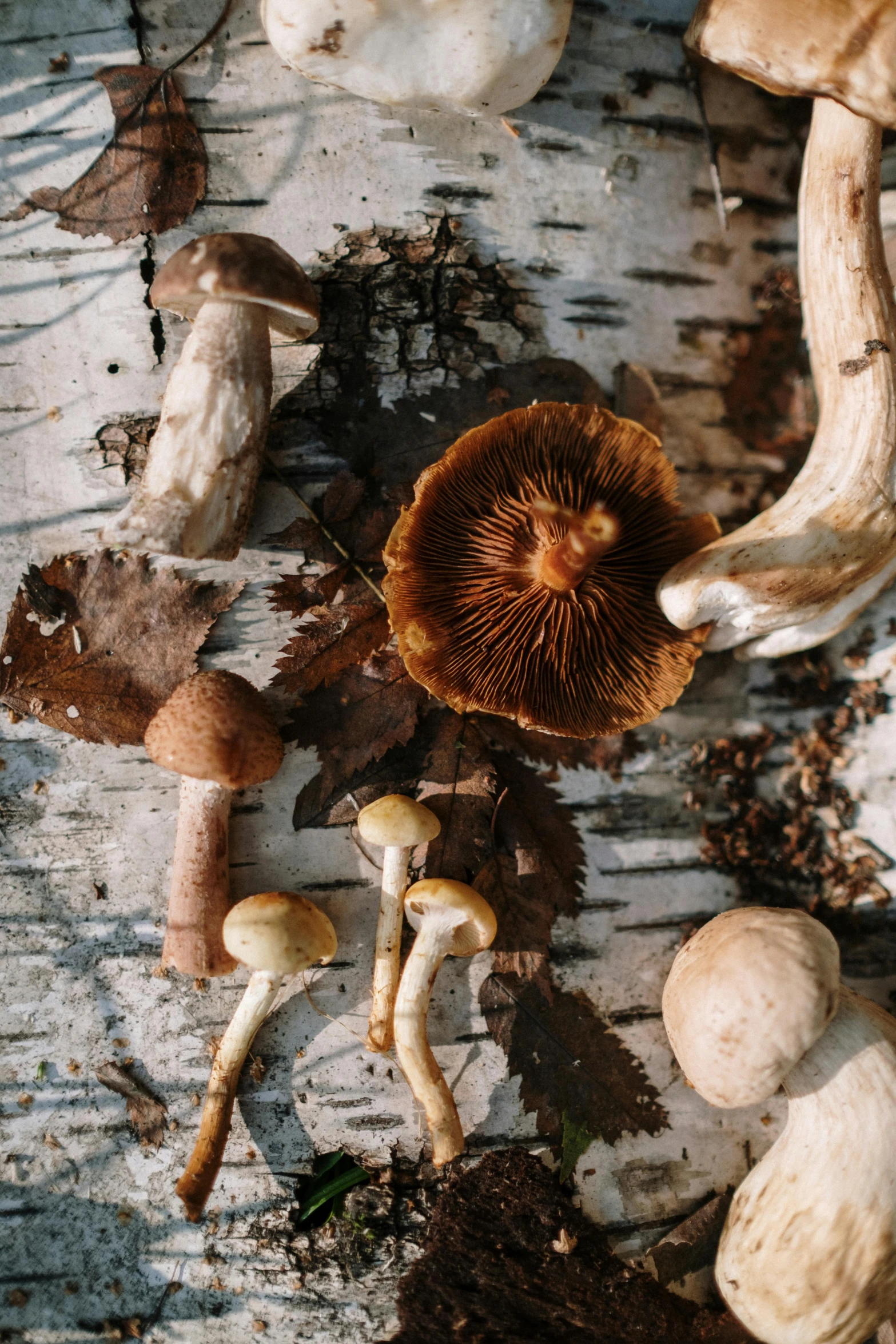 a group of mushrooms that are on a tree