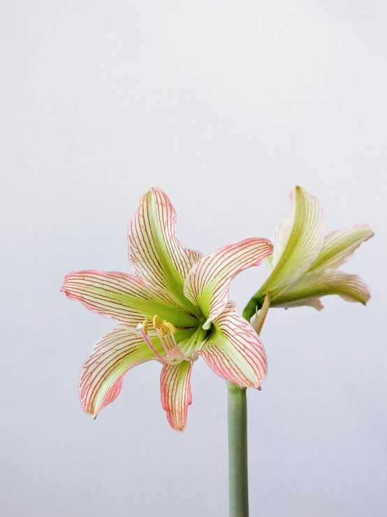 a single flower with several stems and buds