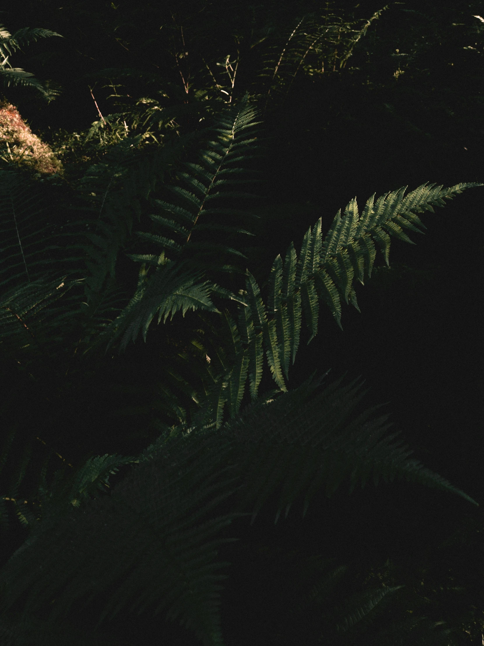 closeup of plants and ferns with an almost blurry background