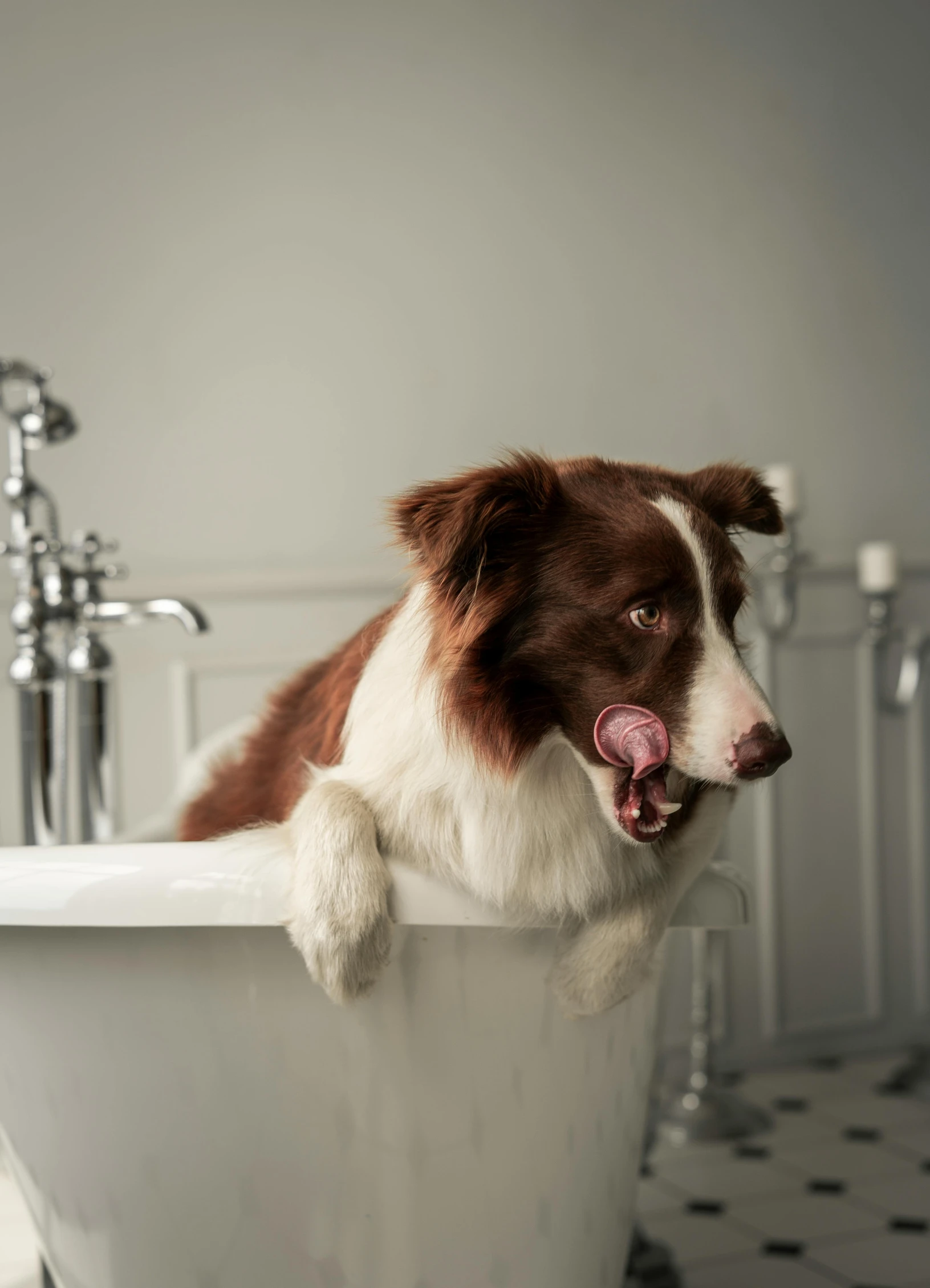 a dog lays on a bathtub in the bathroom