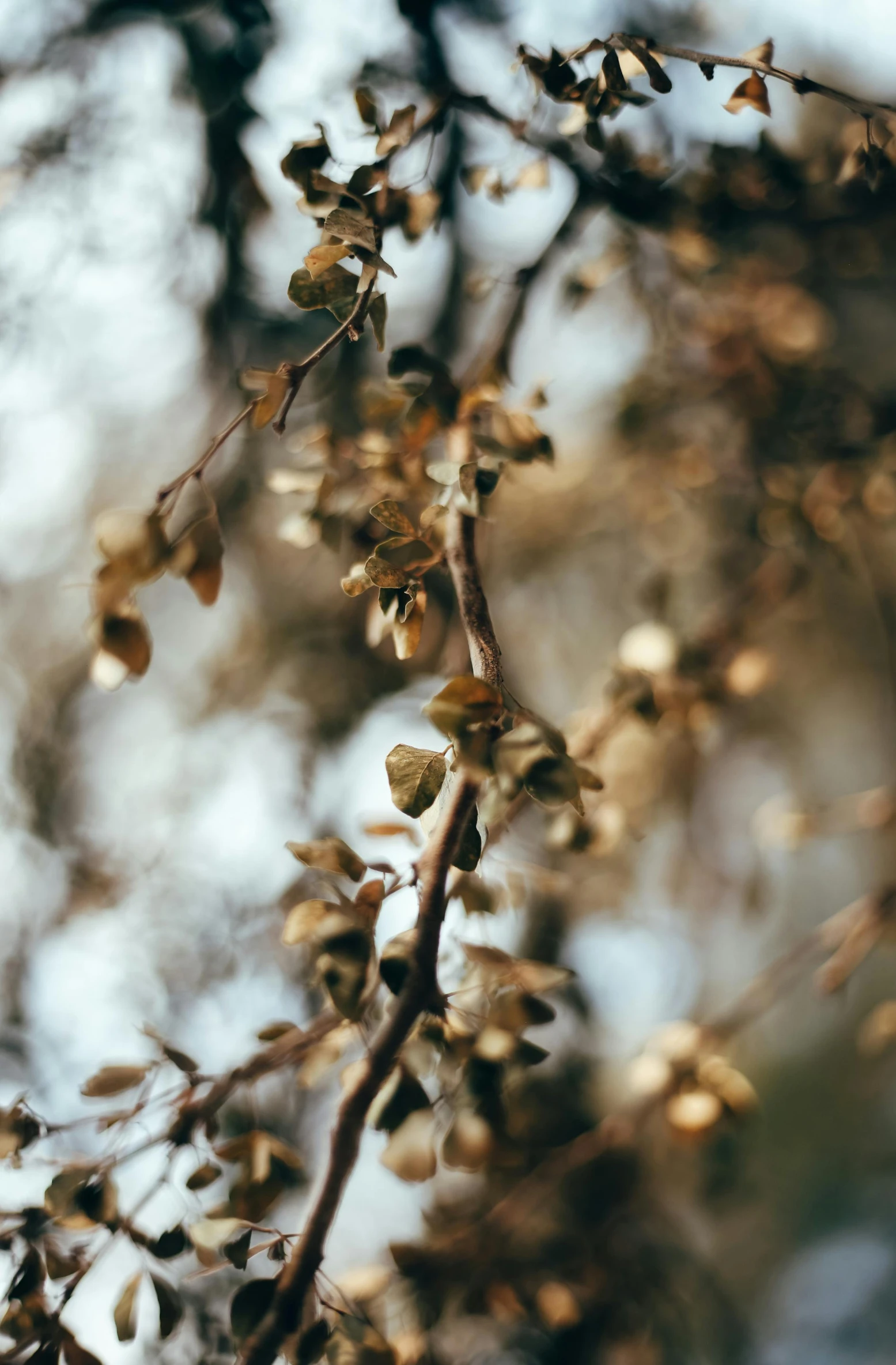 a tree with a nch filled with leaves