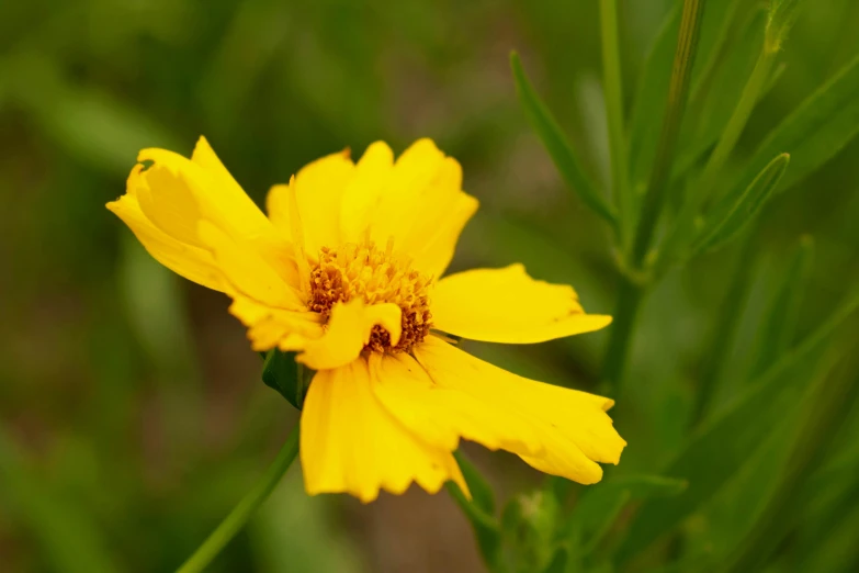 a bee sitting in a yellow flower near tall green leaves