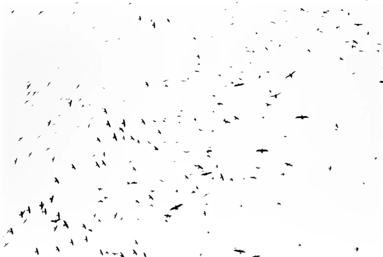 a very large flock of birds flying in the sky