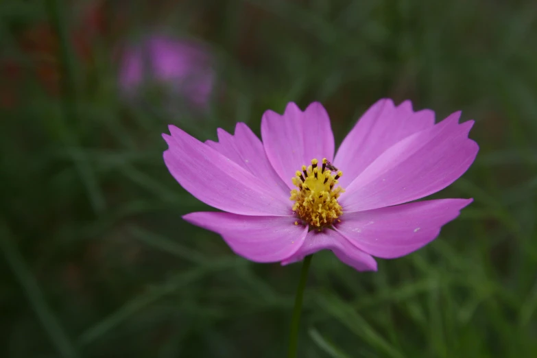 there is pink flower that is blooming on the stalk