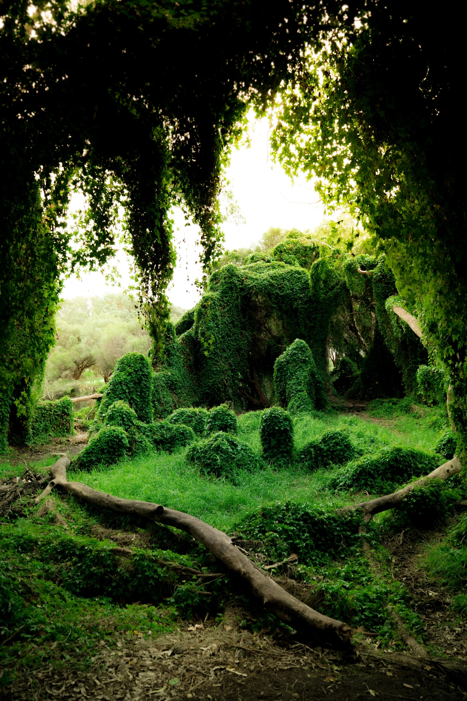 a very lush green forest filled with lots of grass