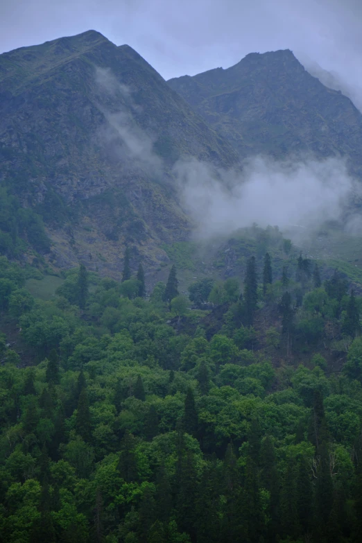 an area with tall trees and low hanging clouds