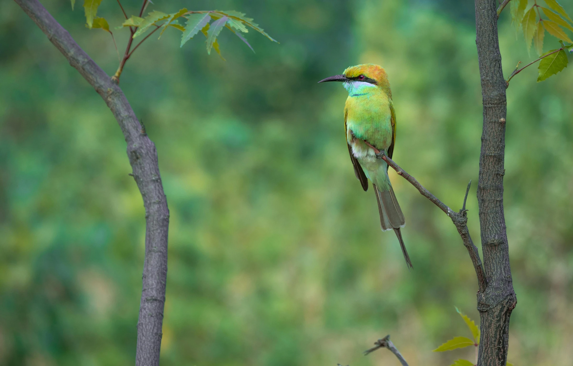 a little bird is sitting on the top of the tree